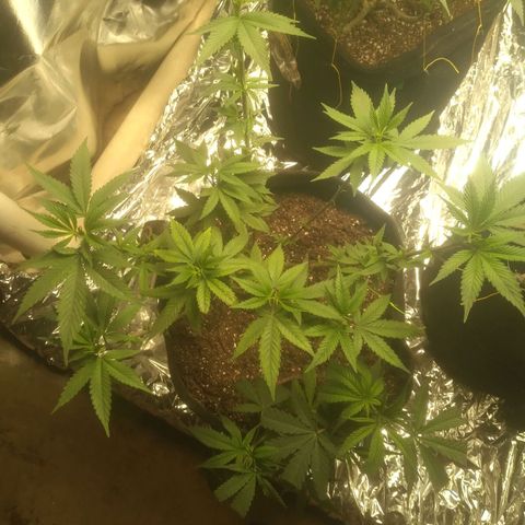 Northen Light x Skunk growlog timeline photo