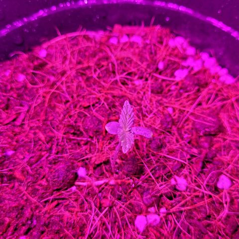 Banana Purple Punch Auto growlog timeline photo