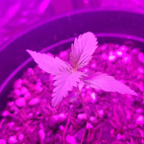 Banana Purple Punch Auto growlog timeline photo