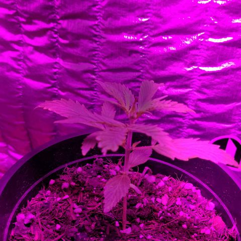 Banana Purple Punch Auto growlog timeline photo