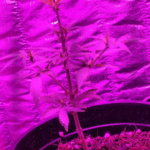 Banana Purple Punch Auto growlog timeline photo
