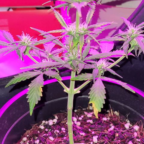 Banana Purple Punch Auto growlog timeline photo
