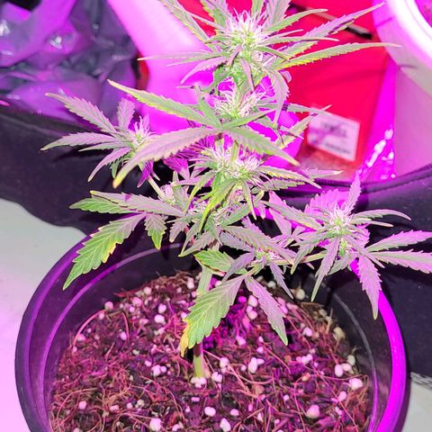 Banana Purple Punch Auto growlog timeline photo
