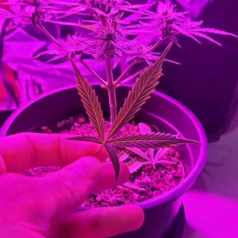 Banana Purple Punch Auto growlog timeline photo