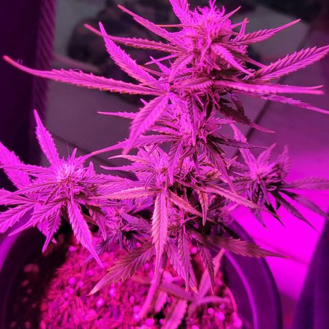 Banana Purple Punch Auto growlog timeline photo