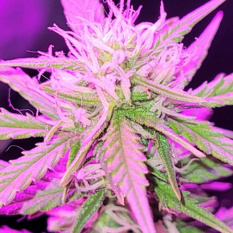 Banana Purple Punch Auto growlog timeline photo