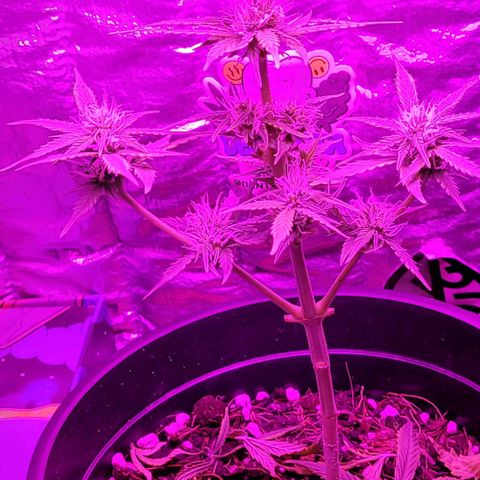 Banana Purple Punch Auto growlog timeline photo