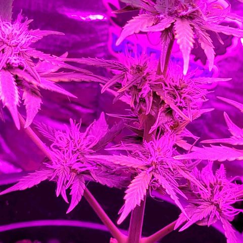 Banana Purple Punch Auto growlog timeline photo