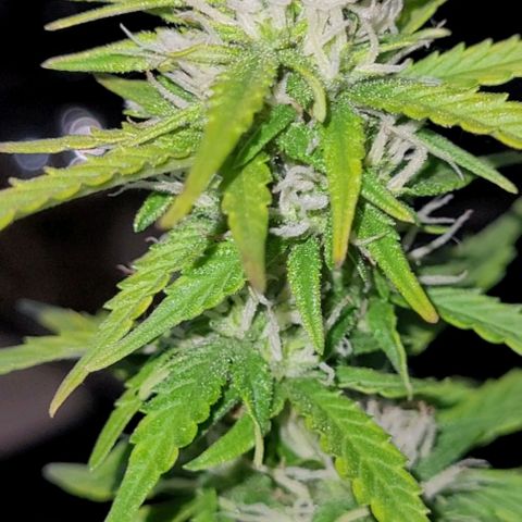 Banana Purple Punch Auto growlog timeline photo