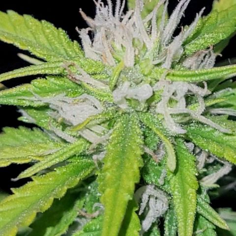 Banana Purple Punch Auto growlog timeline photo