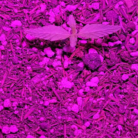 Double Cookies Auto growlog timeline photo