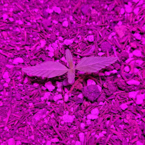 Double Cookies Auto growlog timeline photo