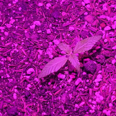 Double Cookies Auto growlog timeline photo