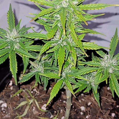Banana Purple Punch Auto growlog timeline photo
