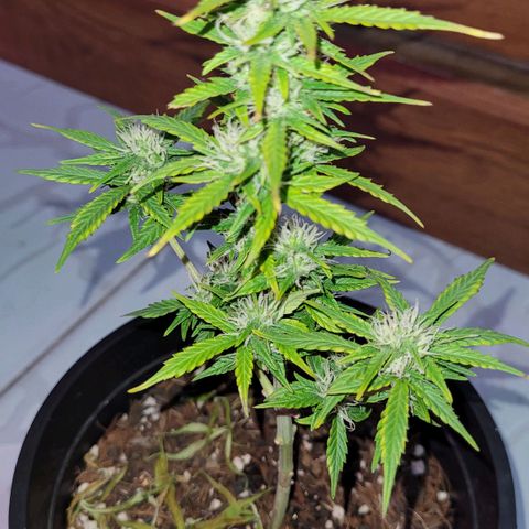 Banana Purple Punch Auto growlog timeline photo