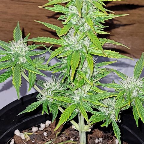 Banana Purple Punch Auto growlog timeline photo