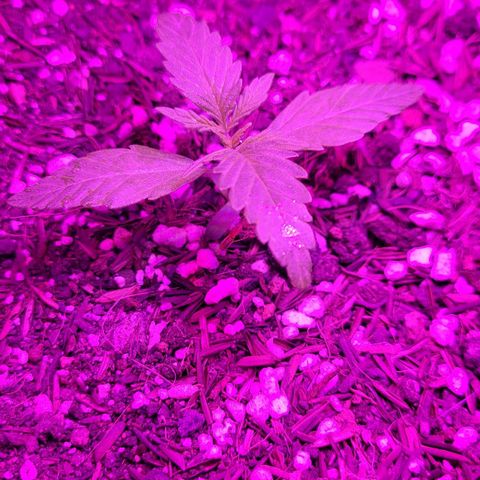 Double Cookies Auto growlog timeline photo