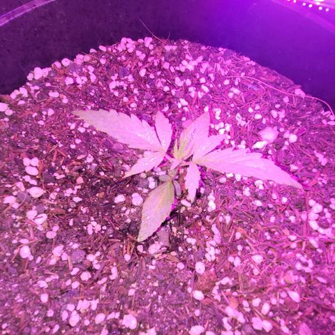Double Cookies Auto growlog timeline photo