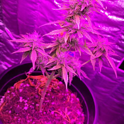 Banana Purple Punch Auto growlog timeline photo