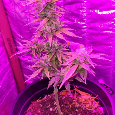 Banana Purple Punch Auto growlog timeline photo