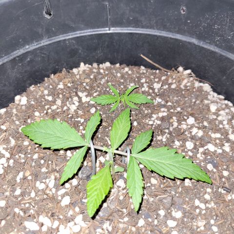 Double Cookies Auto growlog timeline photo
