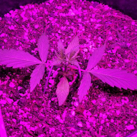 Double Cookies Auto growlog timeline photo