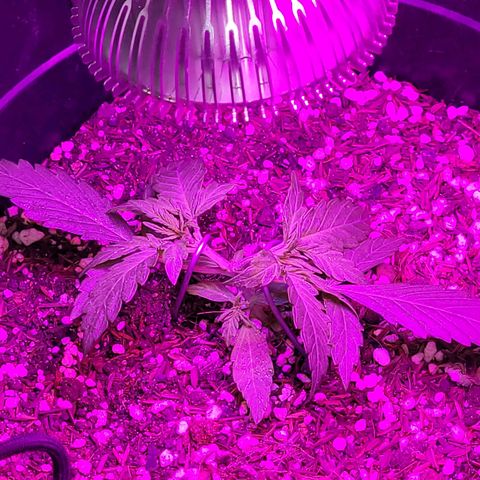 Double Cookies Auto growlog timeline photo