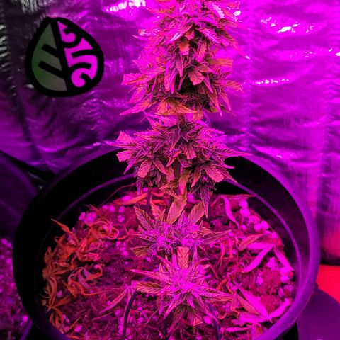 Banana Purple Punch Auto growlog timeline photo