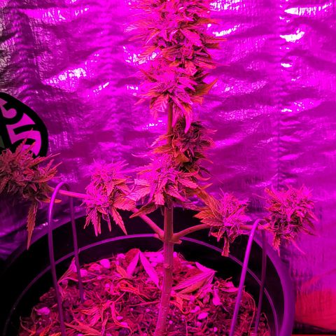 Banana Purple Punch Auto growlog timeline photo