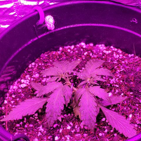 Double Cookies Auto growlog timeline photo