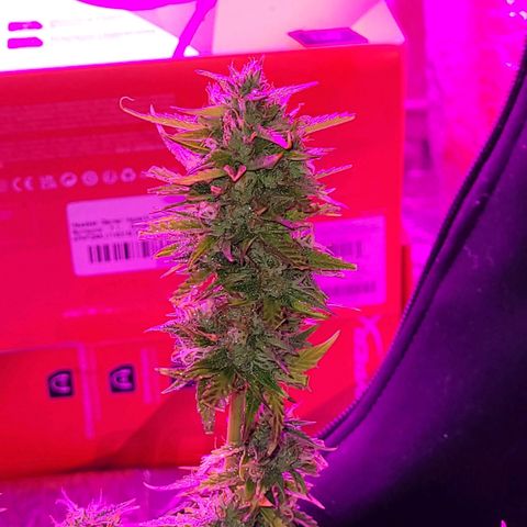 Banana Purple Punch Auto growlog timeline photo
