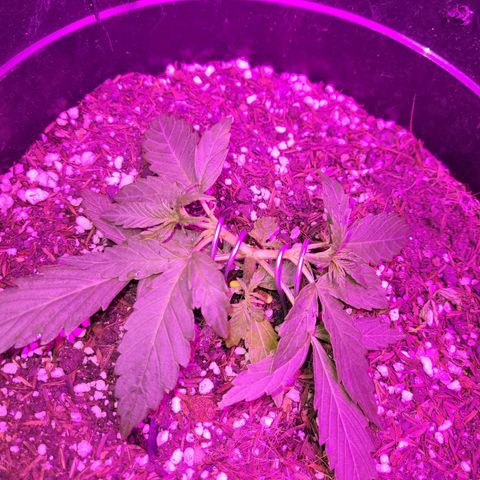 Double Cookies Auto growlog timeline photo