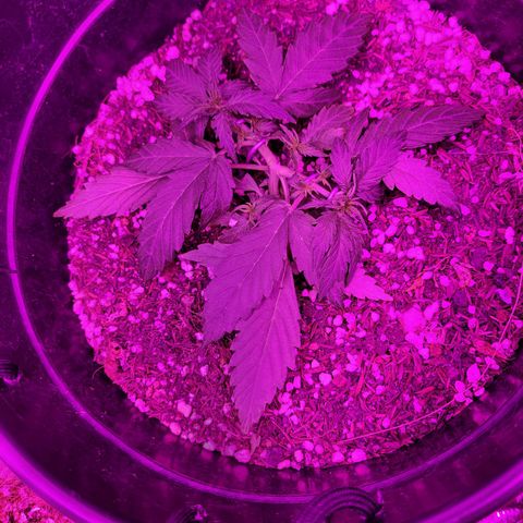 Double Cookies Auto growlog timeline photo