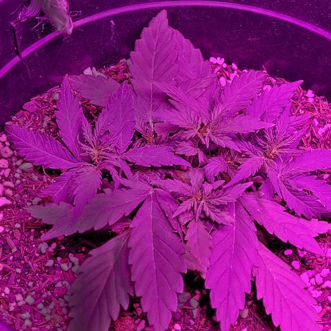 Double Cookies Auto growlog timeline photo