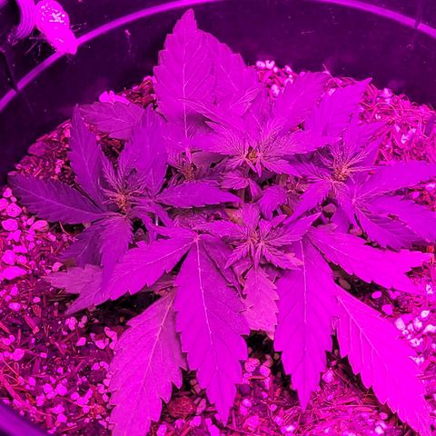 Double Cookies Auto growlog timeline photo