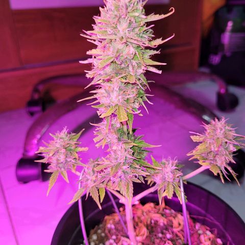 Banana Purple Punch Auto growlog timeline photo