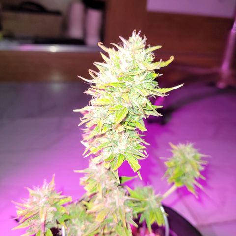 Banana Purple Punch Auto growlog timeline photo