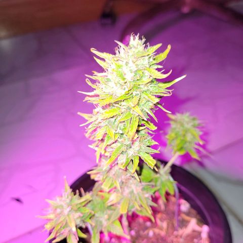 Banana Purple Punch Auto growlog timeline photo