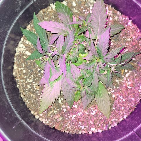 Double Cookies Auto growlog timeline photo