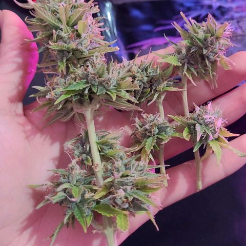 Banana Purple Punch Auto growlog timeline photo