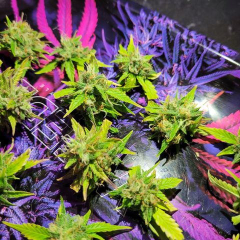 Banana Purple Punch Auto growlog timeline photo