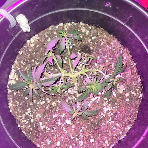 Double Cookies Auto growlog timeline photo