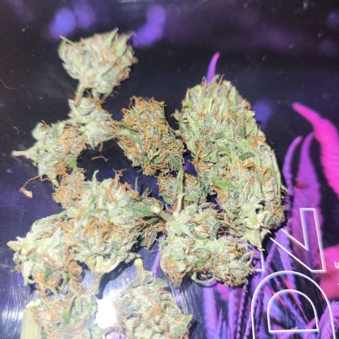 Banana Purple Punch Auto growlog timeline photo