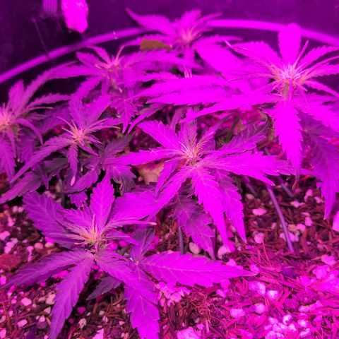 Double Cookies Auto growlog timeline photo