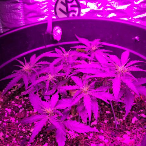 Double Cookies Auto growlog timeline photo