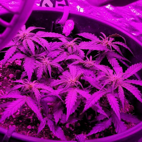 Double Cookies Auto growlog timeline photo