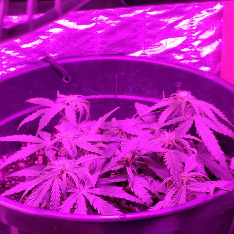 Double Cookies Auto growlog timeline photo