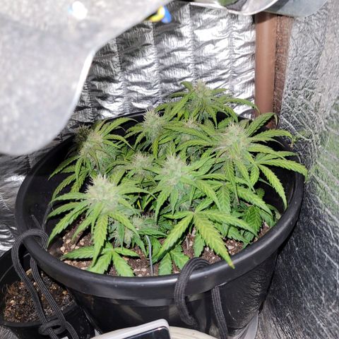 Double Cookies Auto growlog timeline photo
