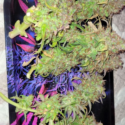 Double Cookies Auto growlog timeline photo