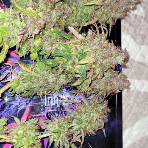 Double Cookies Auto growlog timeline photo